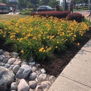 commercial flowerbed maintenance