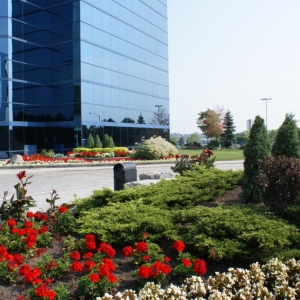 commercial planting