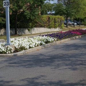 commercial flowerbed