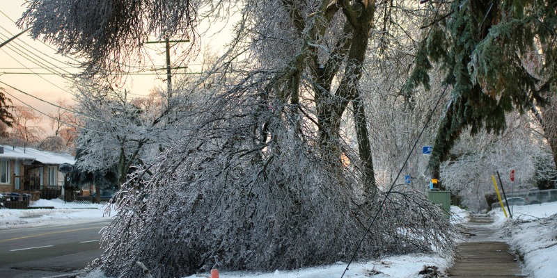 tree damaged by snow