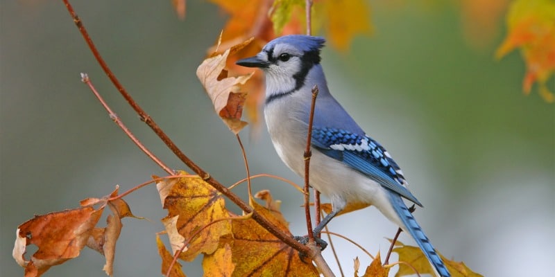 Blue Jay on branch in Fall