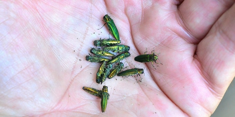 Emerald Ash Borer bugs