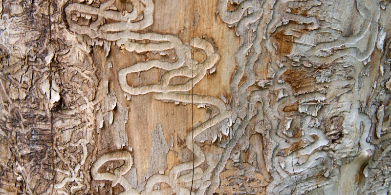 Close up of Ash Tree