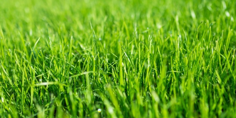 Rye Grass