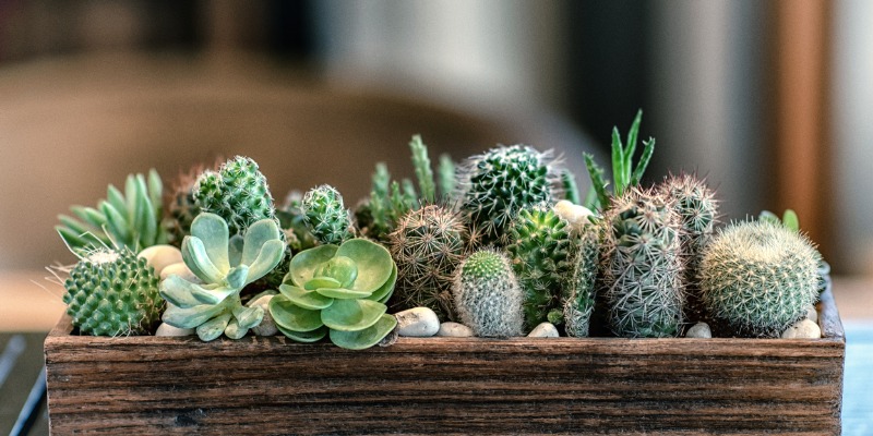 Succulents in a wooden box