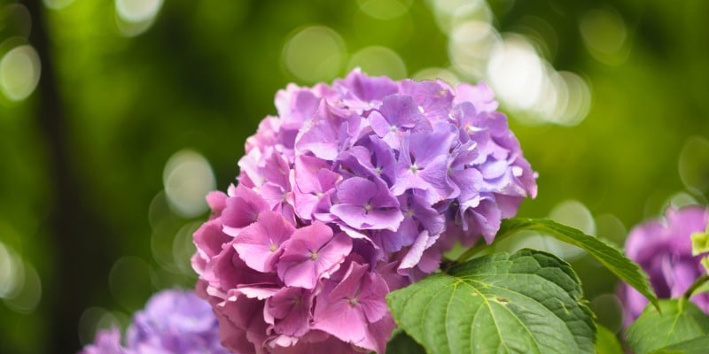 Purple and pink hydrangea-