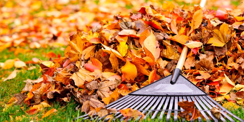 Fall leave in a pile with a rake