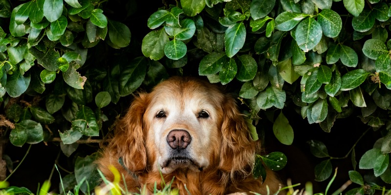 Dog in the shade of a bush