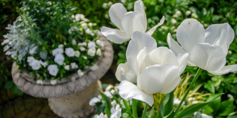 Tulips in Flower pots