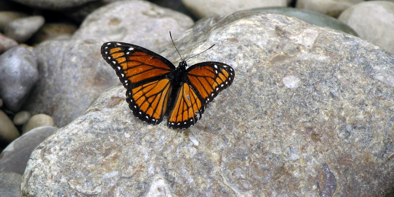Monarch Butterfly on Stone