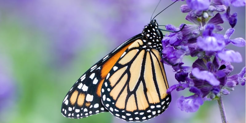 Monarch Butterfly on Purple Flower
