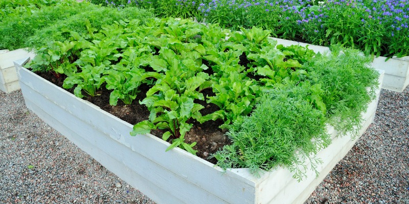 Garden vegetable bed 