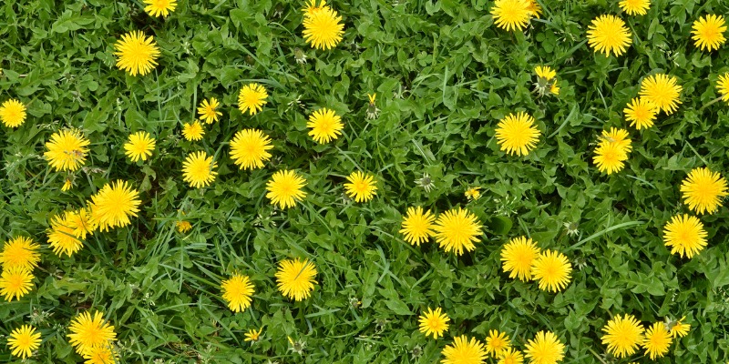 Yellow dandelion in grass