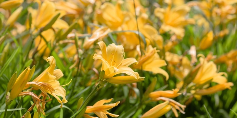 Close up of Daylillies Flower