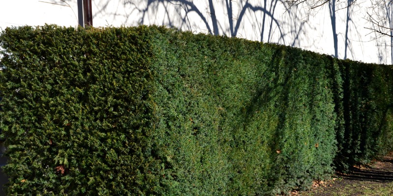 Trimmed hedge of Yews 