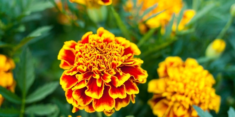 Marigold annual flowers